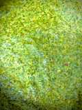Mint dip/Pudina thogayal