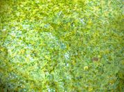 A picture of pudina mint