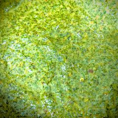 Mint dip/Pudina thogayal A picture of Mint dip/Pudina thogayal.