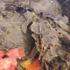 A picture of Zogala(moringa).
