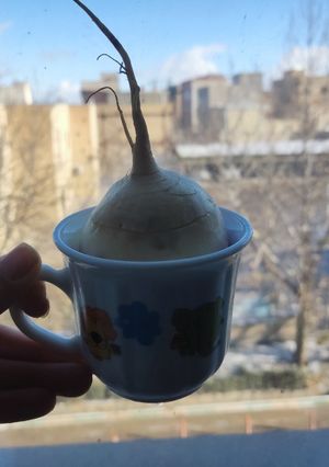 عکسی از دستور شلغم و عسل