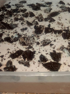 Foto resep Ice Cream chocolate oreo