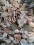 Granola