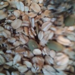 A picture of Granola.