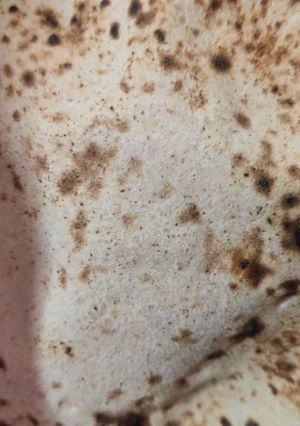मुलायम रोटी (Soft roti recipe in hindi) रेसिपी मुख्य फोटो