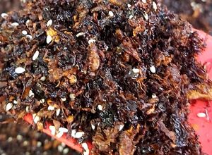 Hình của món Ruốc nấm hương, rong biển.