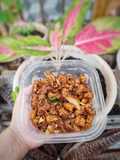 478 - Sambal Goreng Tempe Eby (10-CPApron2026)