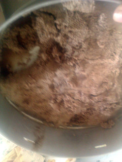 A picture of Chocolate frosting.