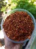 Siwang pedes (trasi bawang)