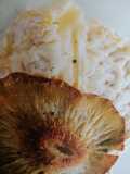 Saint-Marcellin, Chips de Pleurotes
