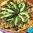 Pizza mexicana