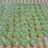 Milky Puding Melon Selasih