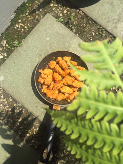 Foto resep Salted egg chicken