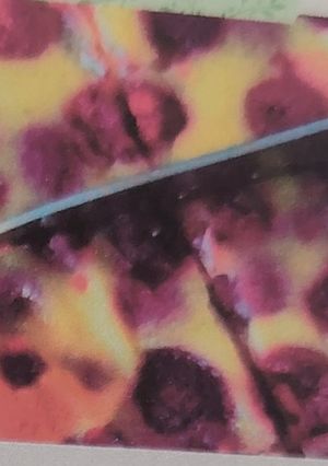 Une photo de Flan Protéine Fruits Rouges
