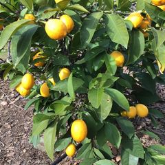 A picture of California Farm Mosambi Lime Harvest.