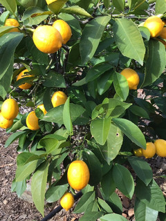 A picture of California Farm Mosambi Lime Harvest.