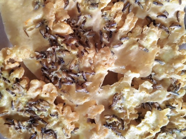 Resep Peyek laron, Enak