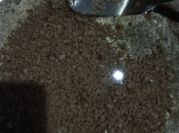 Gambar kelapa blondo
