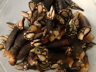 Percebes y bígaros cocidos