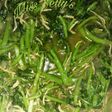Tumis Selada Air