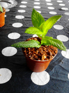 Una foto de Maceta con tierra de chocolate y mousse de queso
