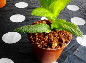Una foto de Maceta con tierra de chocolate y mousse de queso