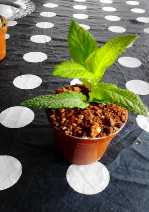 Una foto de Maceta con tierra de chocolate y mousse de queso