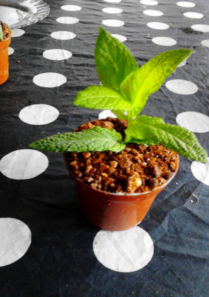 Una foto de Maceta con tierra de chocolate y mousse de queso