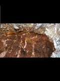Oven Jerk Ribs