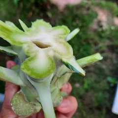 รูปของ Brokoli