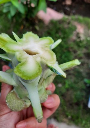 Foto resep Brokoli