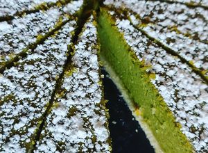 Una foto de KÄSEKUCHEN ALEMAN CON UNA NOTA JAPONESA DE Matcha té verde