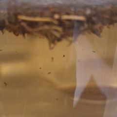 A picture of Keto Marjoram Tea with Rosemary.