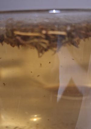 A picture of Keto Marjoram Tea with Rosemary.