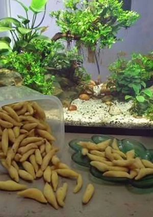 Foto resep TELUR GABUS