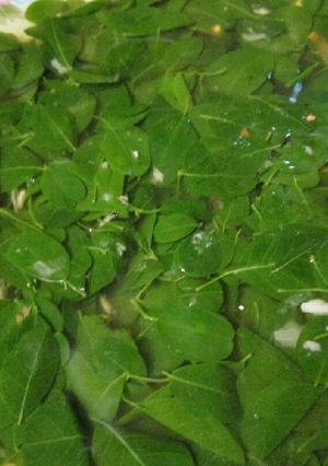 Foto resep Daun Kelor Masak Kunci
