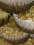 Bollos de Salvado y Queso
