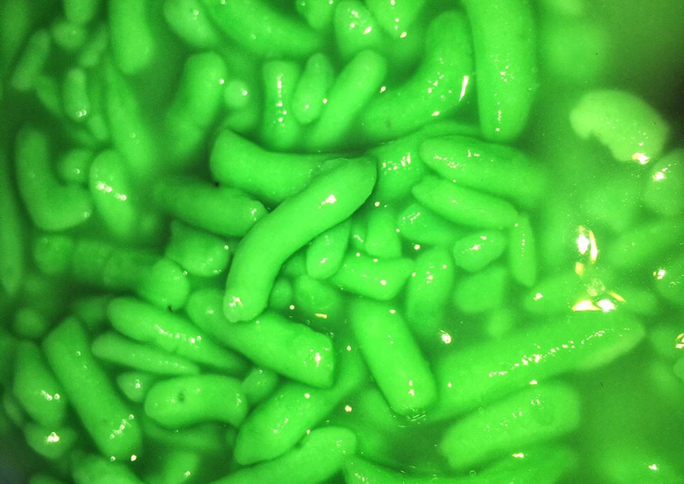 Cendol beras homemade