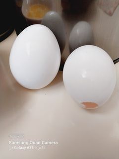عکسی از دستور تخم مرغ تو خالی برای سفره هفت سین