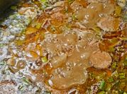A picture of new orleans gumbo