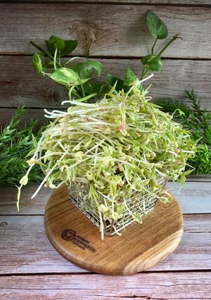 Foto resep Cara Membuat Tauge