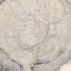 A picture of Keto Greek yogurt cheese with rose water.