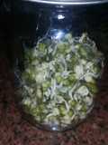 Porotos mug germinados