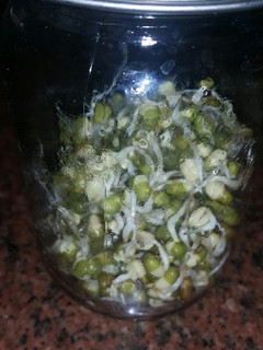 Una foto de Porotos mug germinados