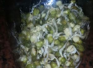Una foto de Porotos mug germinados