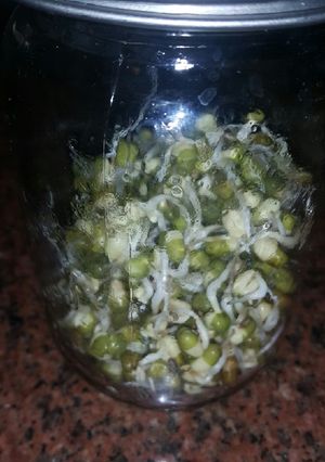 Una foto de Porotos mug germinados