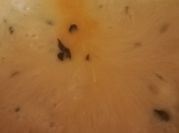 A picture of hing curd