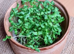 Una foto de Brotes de lino 🌱 Germinación de semillas de lino marrón en germinador de arcilla 🌱