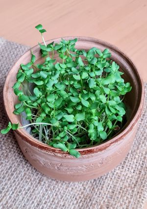 Una foto de Brotes de lino 🌱 Germinación de semillas de lino marrón en germinador de arcilla 🌱