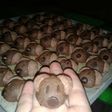 Kue Kering: Choco Crunch